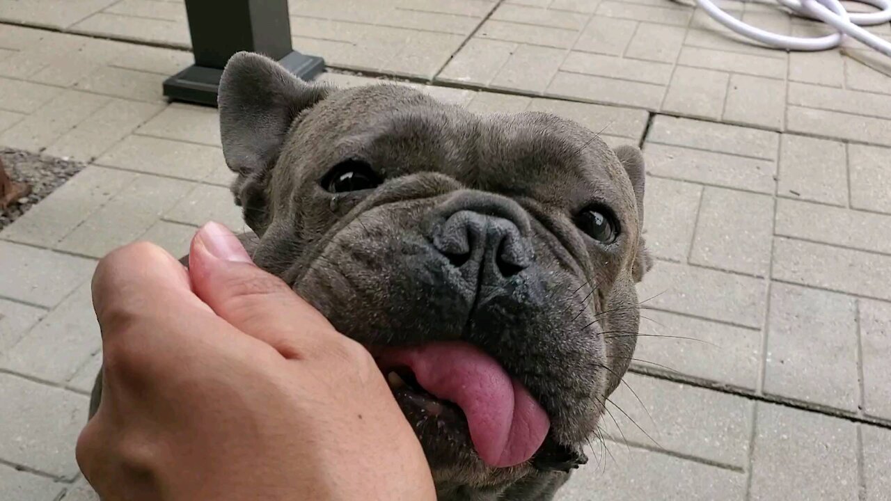 Frenchie eating a chicken neck