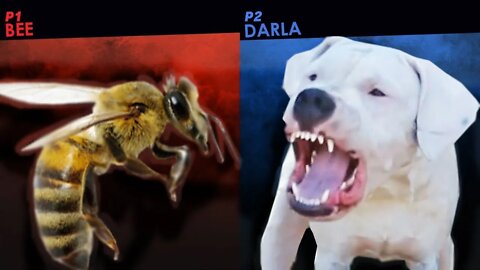 Darla the Dogo Argentino VS A Bee