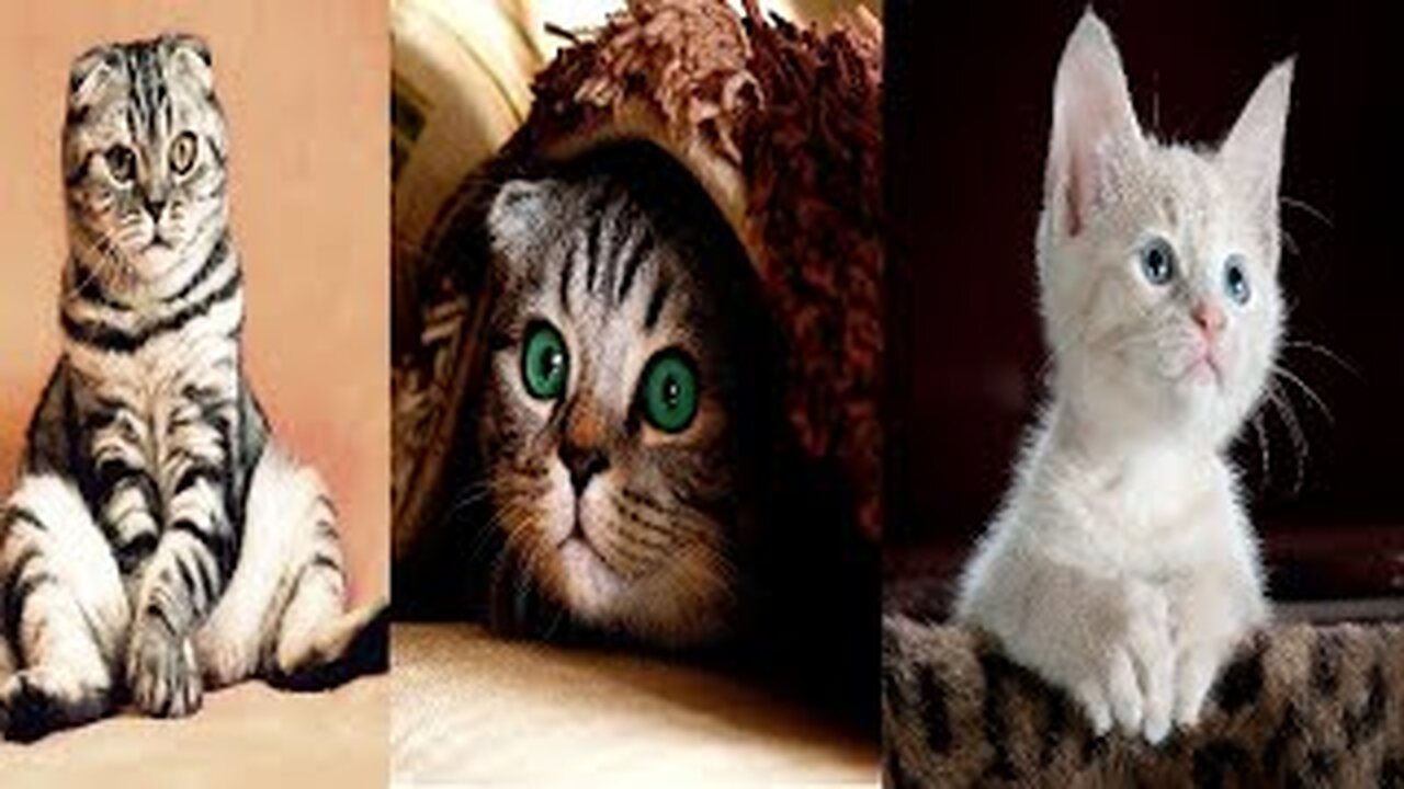 Top Funny Cat Videos