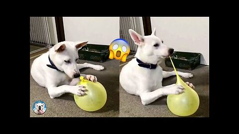 Funny cute dog