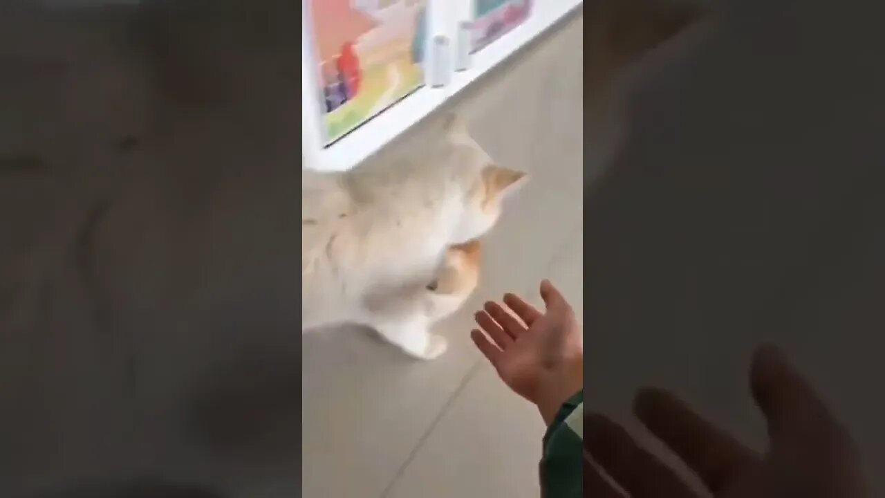 This is the last time I’m telling you…we play over here.🐈🐾😅