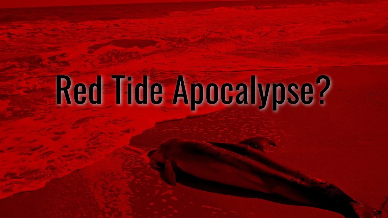 Is Tampa Bay DOOMED? Piney Point Red Tide investigation (Pt 1.)