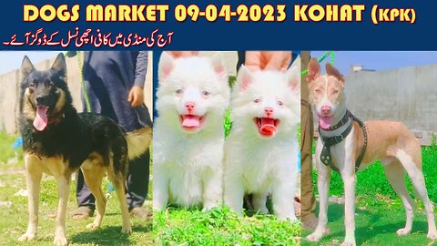 DOGS MARKET FULL VIDEO