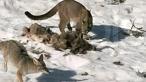 Do mountain lions eat coyotes? Why or why not?