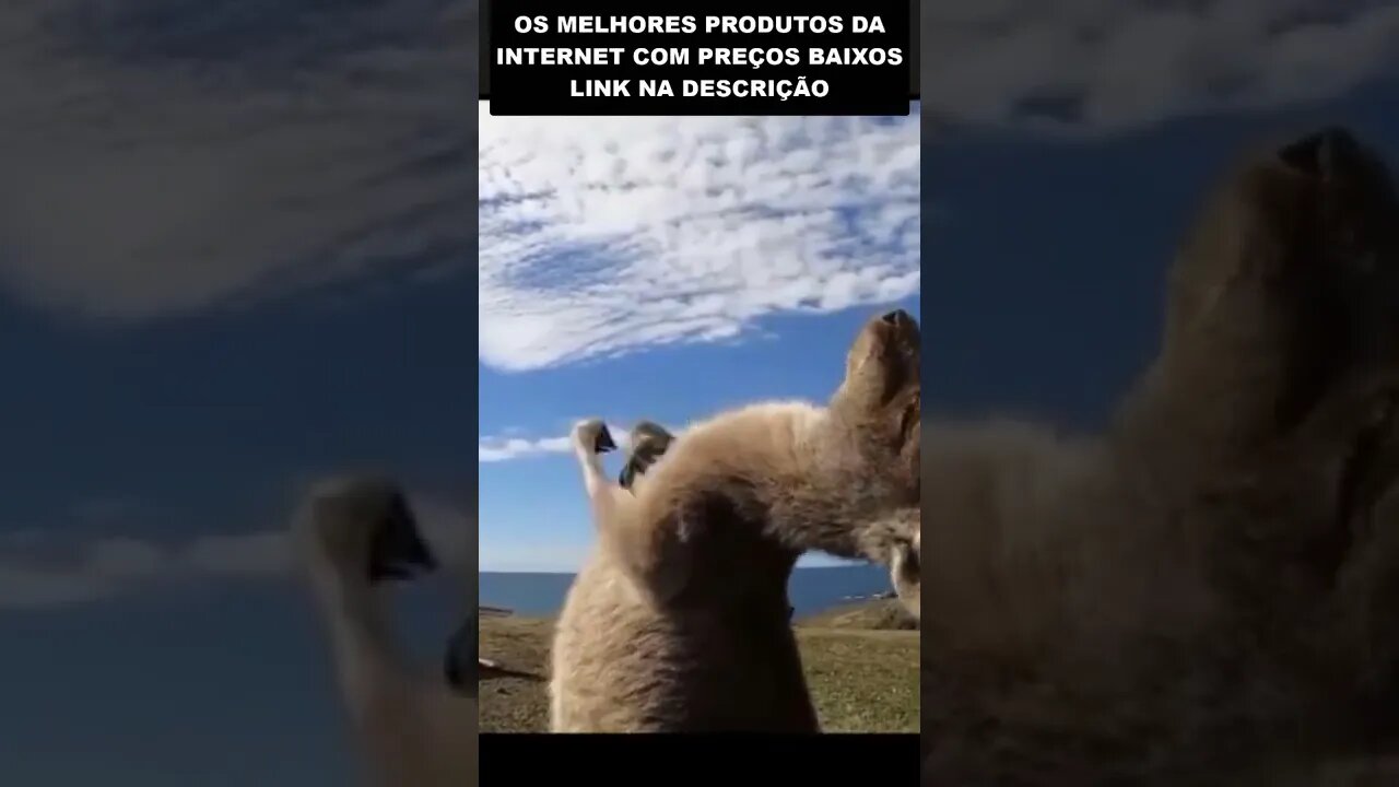 bebê canguru que sonha em ser lutador