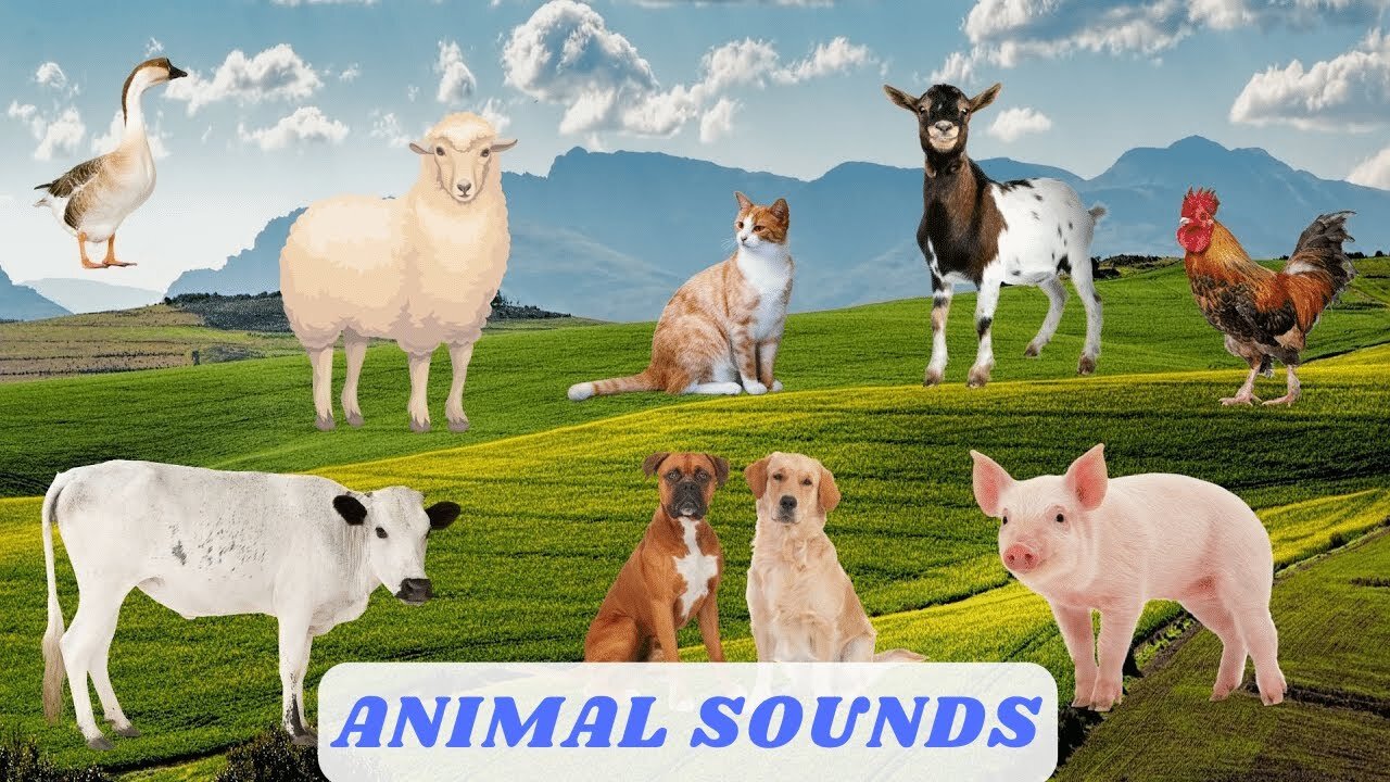 Cute Animal Sounds around us: Cow, Goat, Leopard, Chicken, Dog Animal Moments By 🐓Singing cock🐓