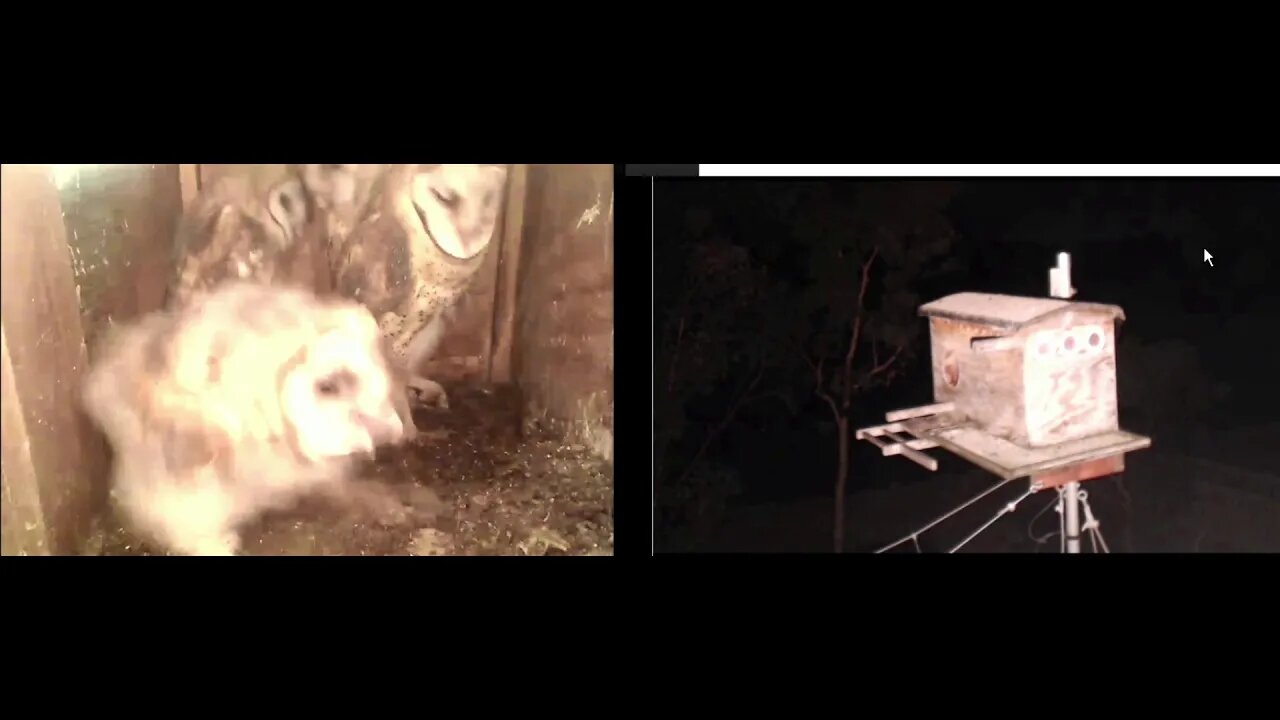 Lots of food, cuteness, and wingersizing on the porch.4-30-20