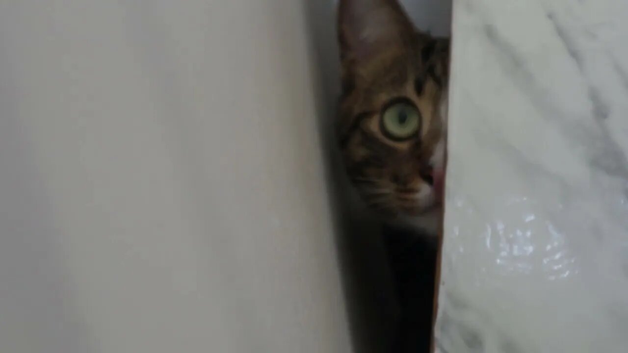 A Cat Lurks in the Dark