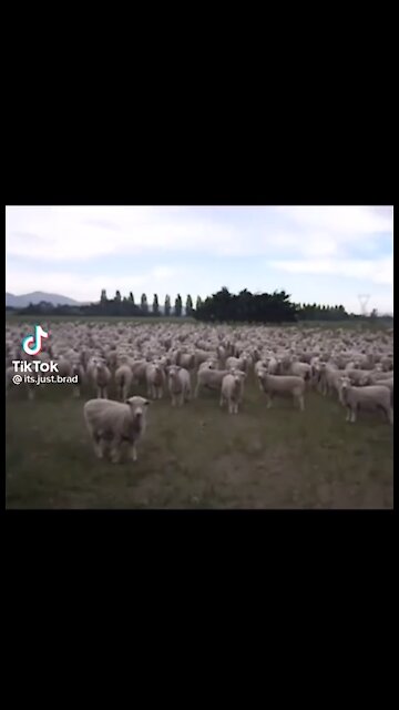 Sheeps 🤣😷😷😷🤣