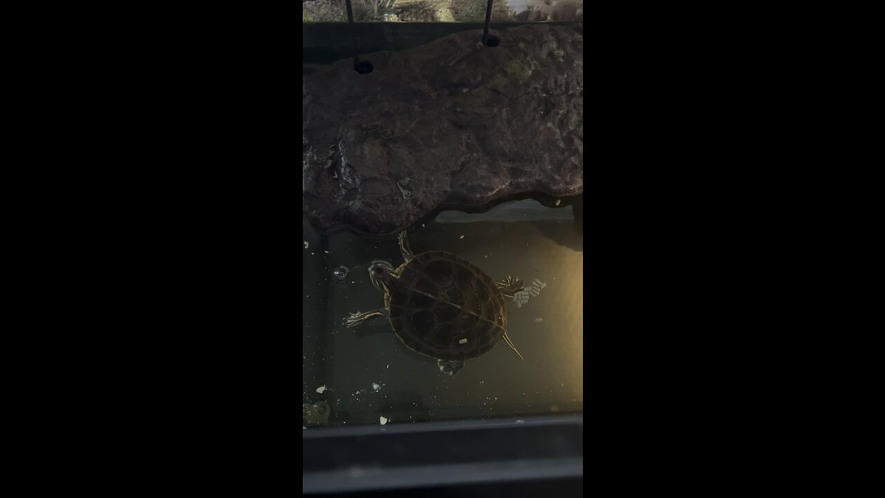 My turtle laid an egg