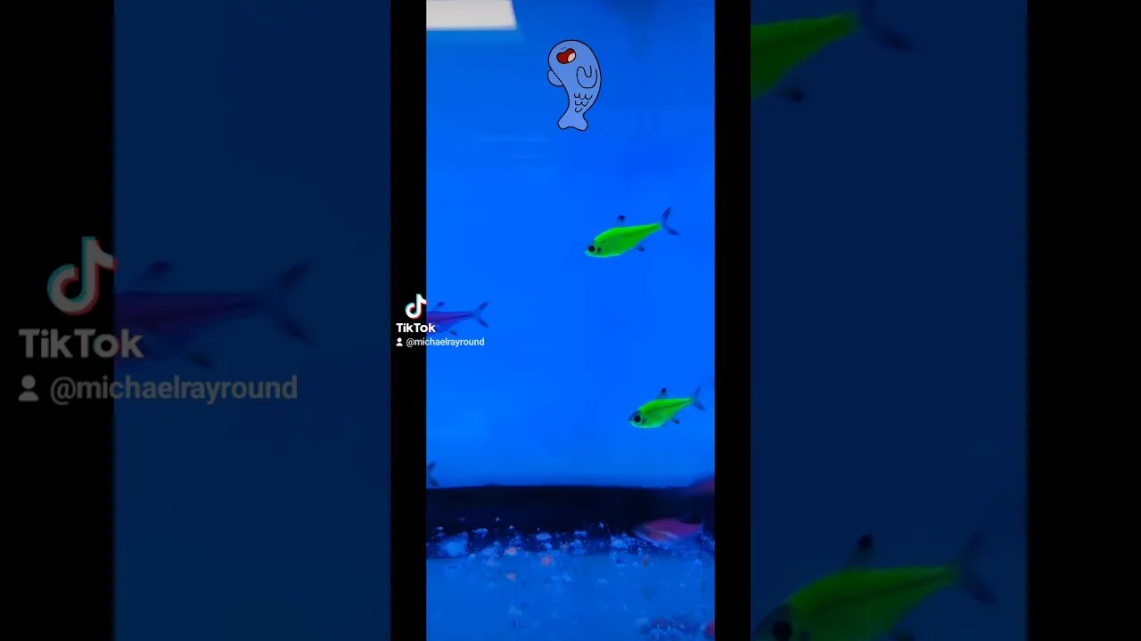 🐟 Good vibes from the Glofish #shorts