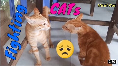 Cats Fighting and Meowing - These Two are Bloody Brothers | Viral Cat