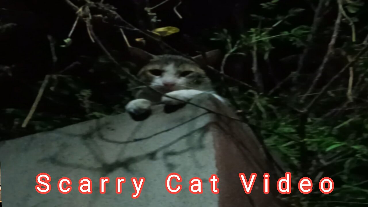 Scarry Cat Video