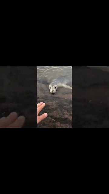 Adorable seal coming up to land