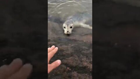 Adorable seal coming up to land