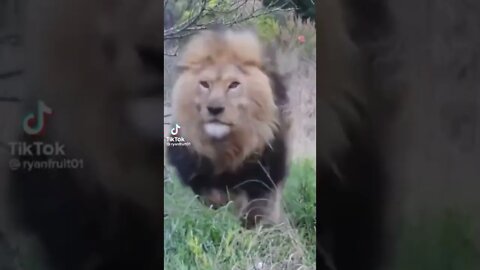 أسد يراقب ويهجم lion wtaching