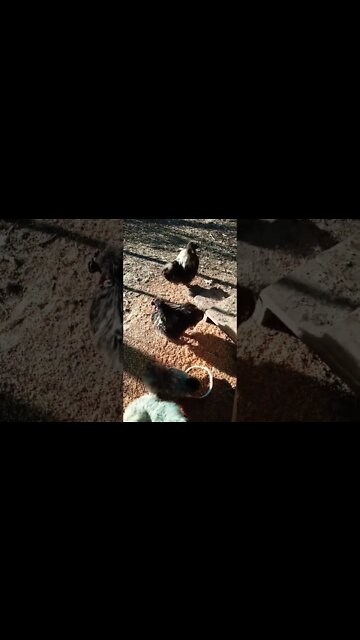 Good morning Silkies