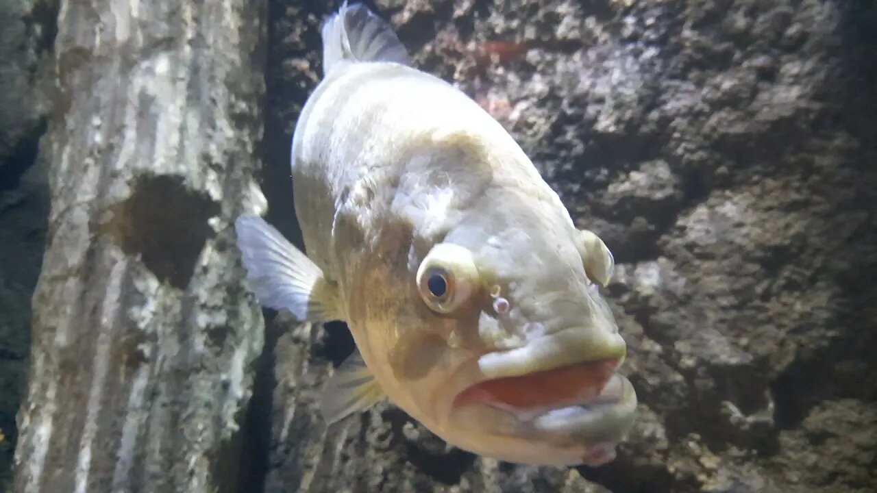 Cabela's fish