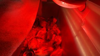 Molting Chicks in Brooder - Cute Baby Chickens