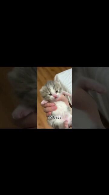 Cat Progress From Birth to 30 days