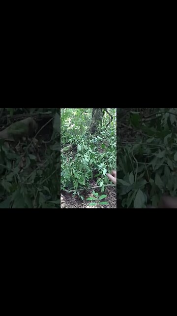 Building a Jungle Chair | TJack Survival