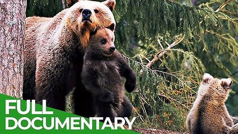 Black Bear Survival (Full Episode) | Wildlife Documentary