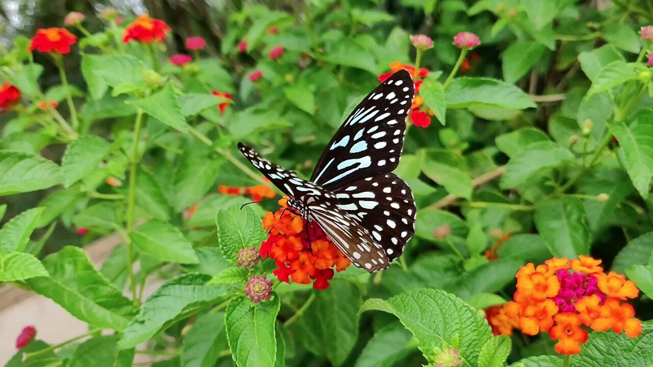 butterfly 4