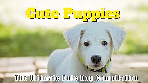 🐶😍 The Ultimate Cute Dog Compilation! Watch These Adorable Pups Steal Your Heart! 🥰🐾