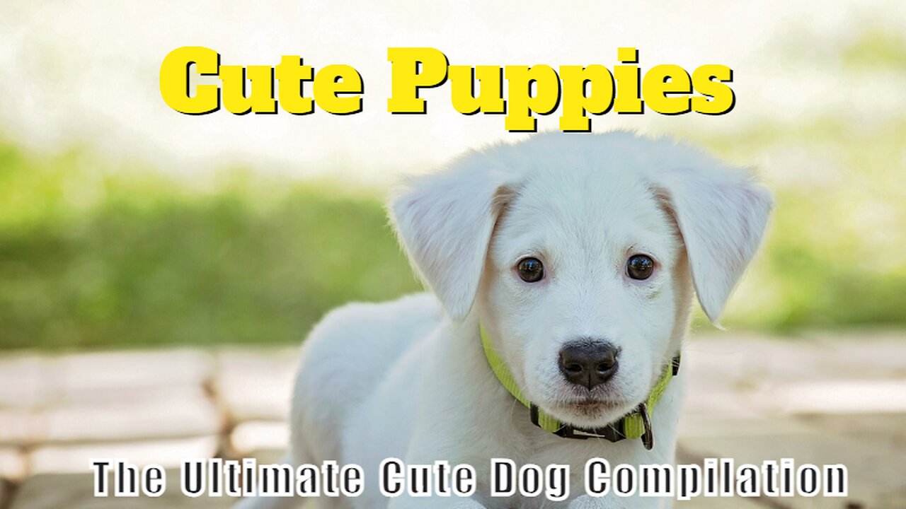 🐶😍 The Ultimate Cute Dog Compilation! Watch These Adorable Pups Steal Your Heart! 🥰🐾