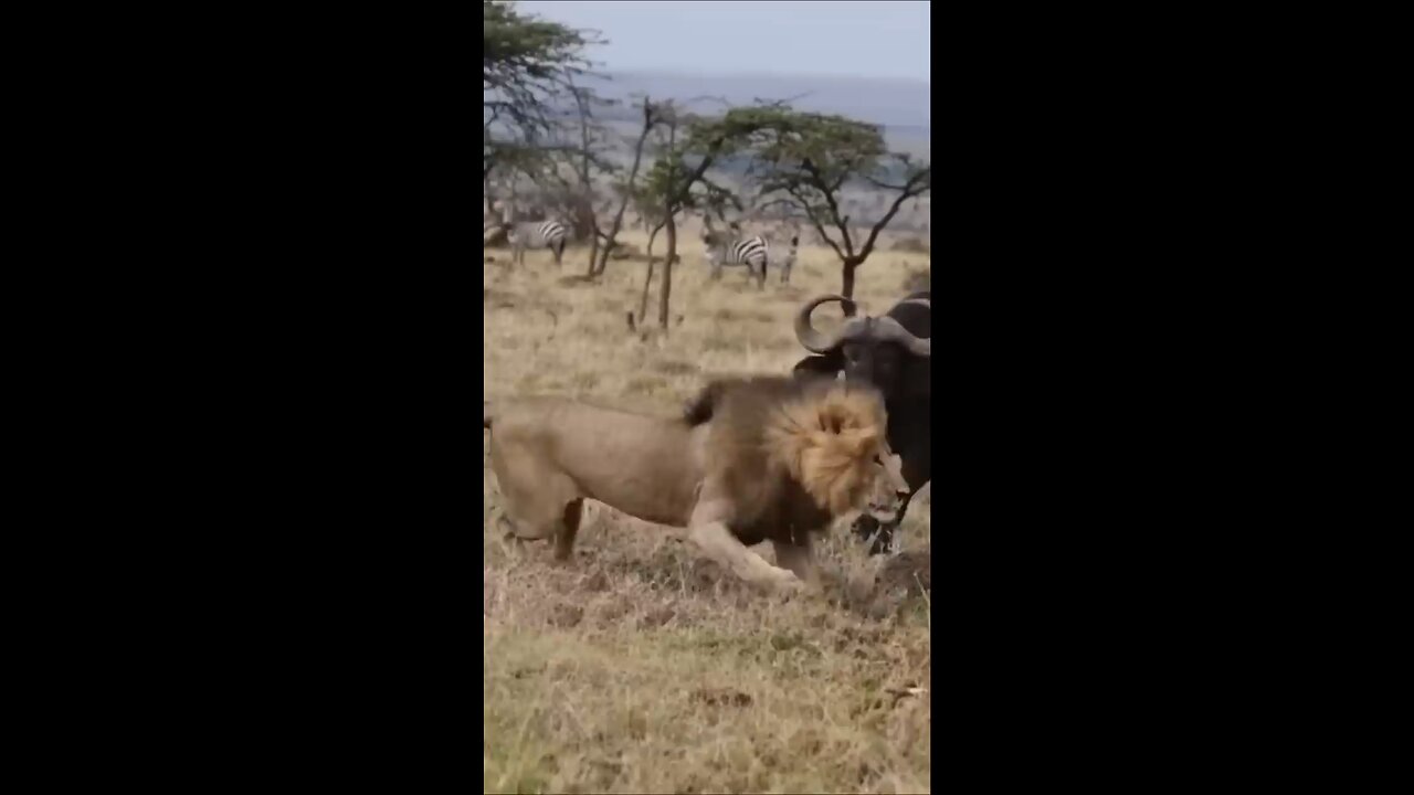 Buffalo fight back with lion