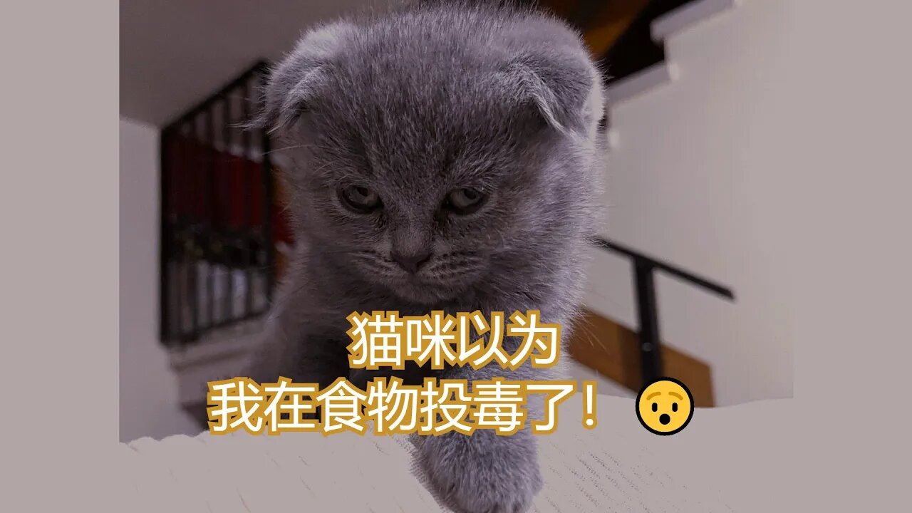 猫咪一直不敢吃东西，一直到…… Cats have been afraid to eat until ......