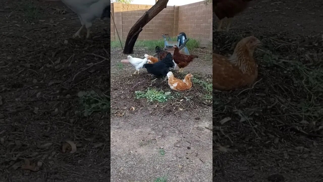 night night time for my chickens
