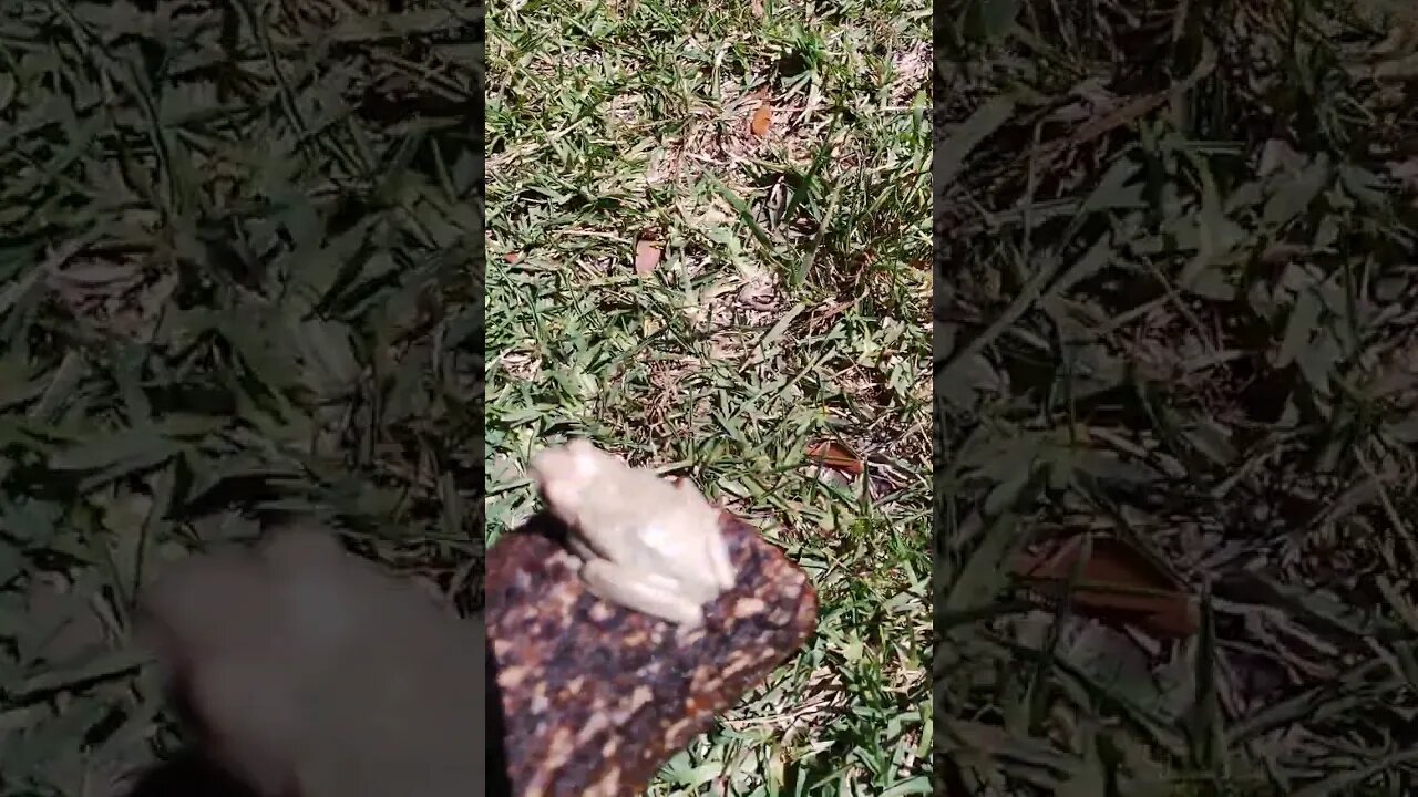 Friendly Gardner encounters another lucky frog.