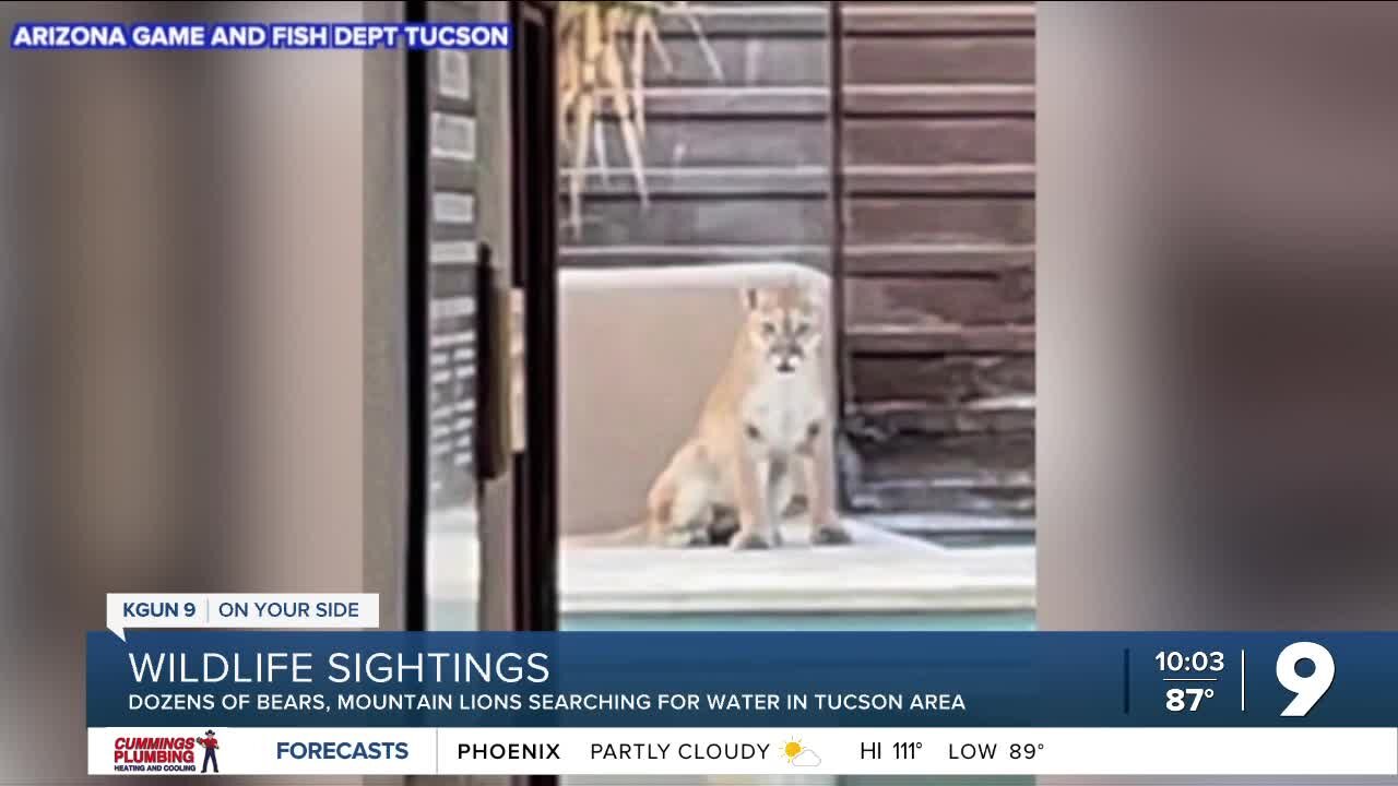 Dozens of bears, mountain lions searching for water in Tucson metro area