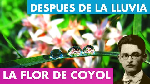 AL ENTREABRIRSE LA FLOR DE COYOL ALFREDO ESPINO 🌸✨ | Después de la Lluvia Alfredo Espino 🌦️🏞️ - Zoe