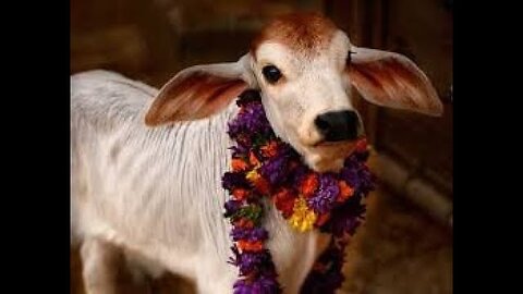 20 Is cow protection possible in the West? Where we use cow parts.