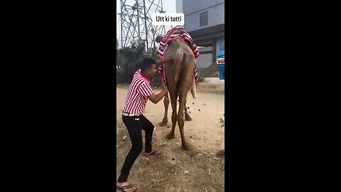 Man Eating Camel Saddle 🤢