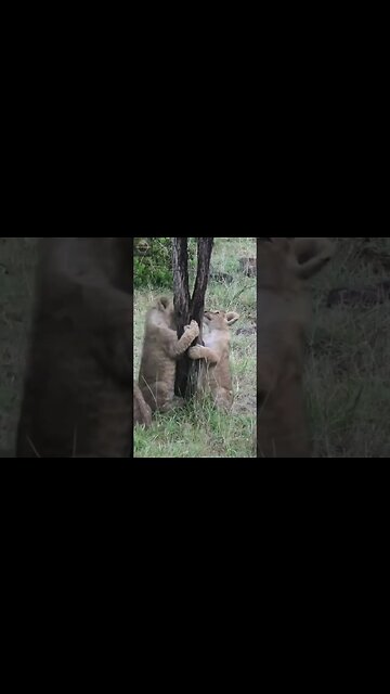 #shorts, #animal, #animals, #animalfacts, #animalshorts, #nature, #wildlife, #wildlifeanimals