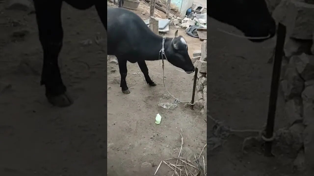 Cow eating cabbage short video,#shorts,#coweatingcabbage,#animallover,#cowlover,#viral,#cow