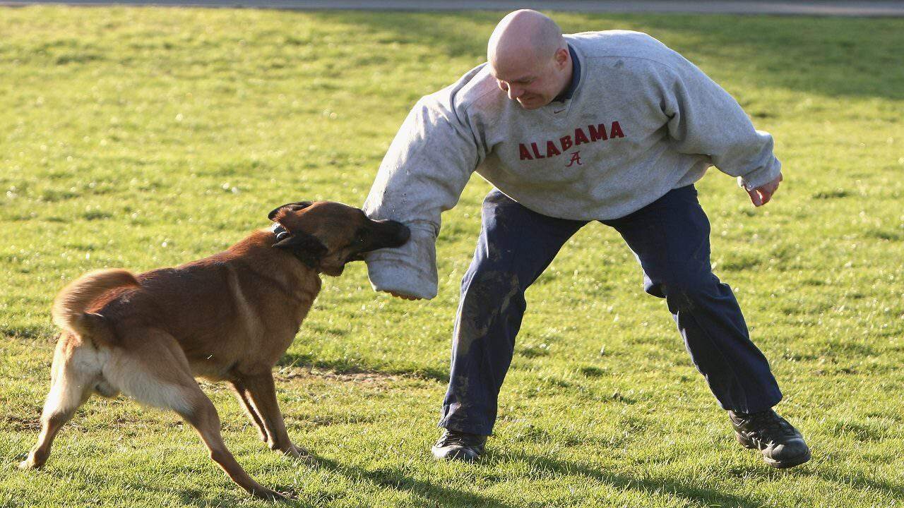 How to defend against a dog. Self defense against dog attack