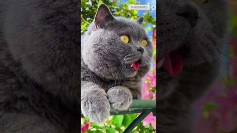 cute cat videos 😹 funny videos 😂 466 😻