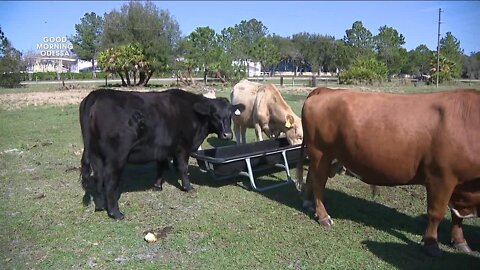 Owner of Odessa cattle company hopes to inspire next generation