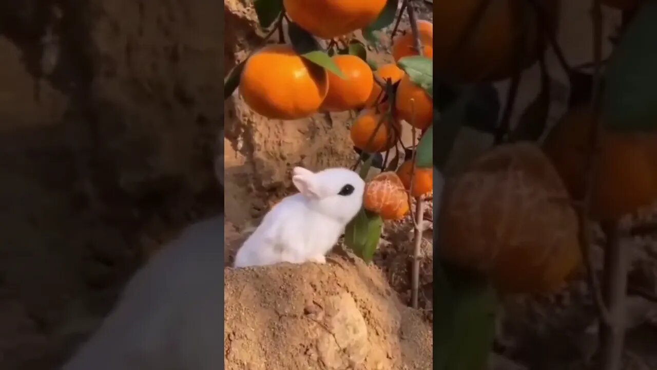 CUTE BABY RABBIT EAT ORANGE