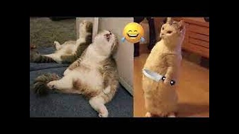 New Funny Animals 😂 Funniest Cats and Dogs Videos 😺🐶