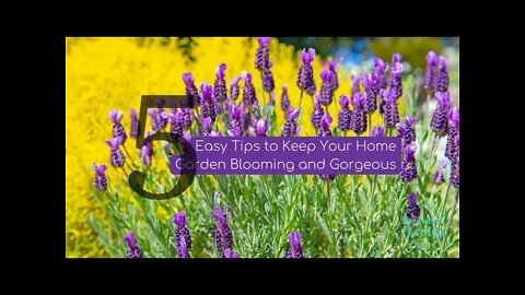 5 Tips for Beginning Gardeners to Keep the Flowers Blooming Longer