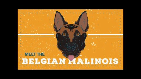 Belgian Malinois | CKC Breed Facts & Profile