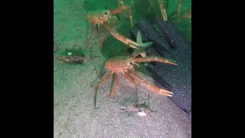 Tuna Crabs