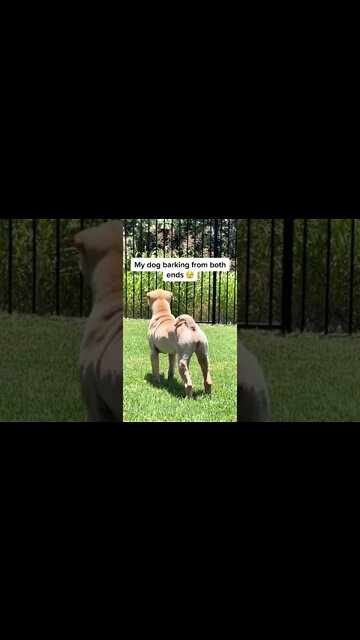 When Your Dog Can Bark From Both The Ends 🤣