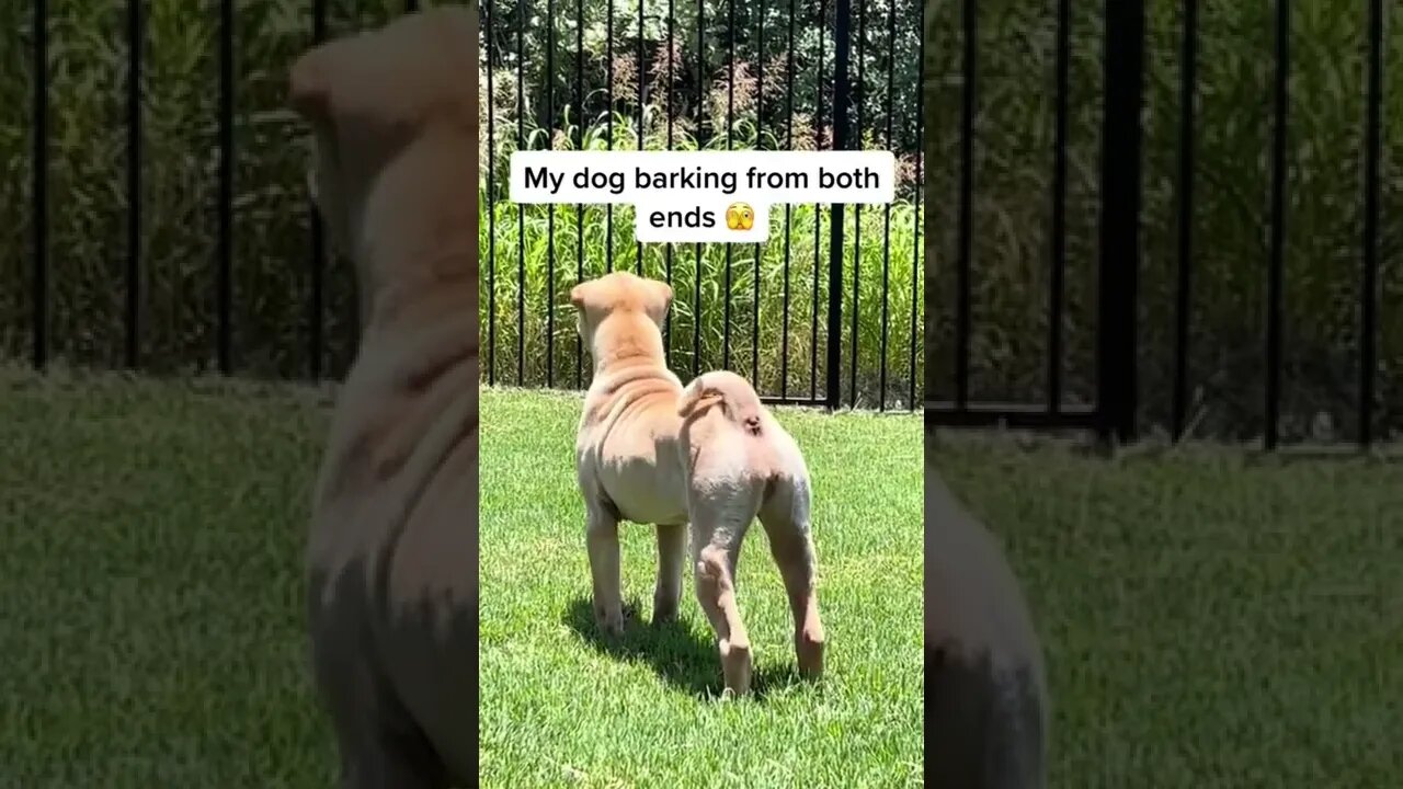 When Your Dog Can Bark From Both The Ends 🤣