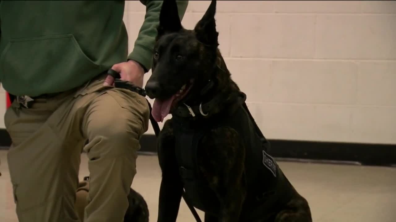 Children raise money to provide K9 with bulletproof vest